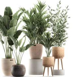 Plants collection egyptian palm